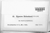 Hypocrea richardsonii image